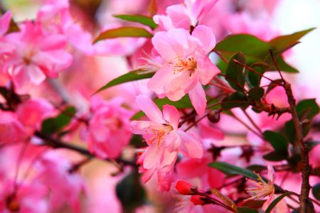 花,自然风光,植物,玉渊潭,中国,北京