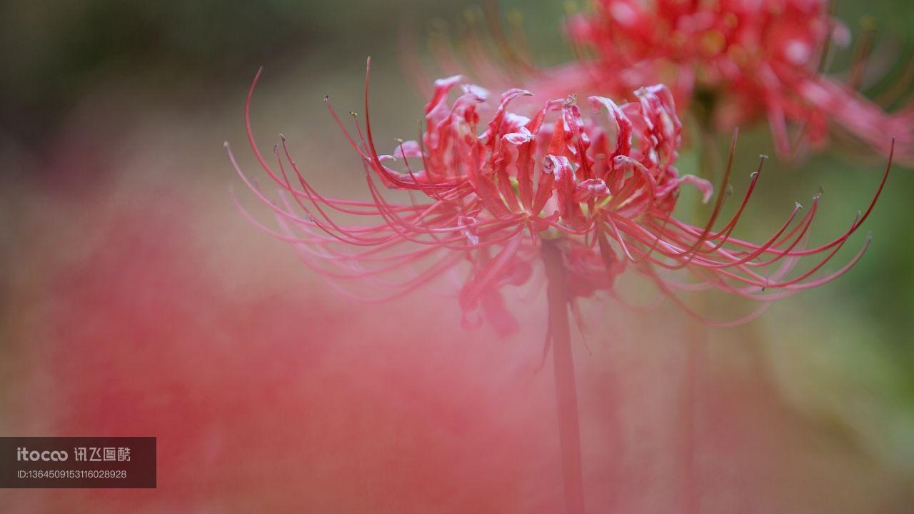 特写,石蒜科,植物