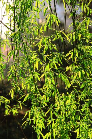 自然风光,植物,树叶,玉渊潭,中国,北京