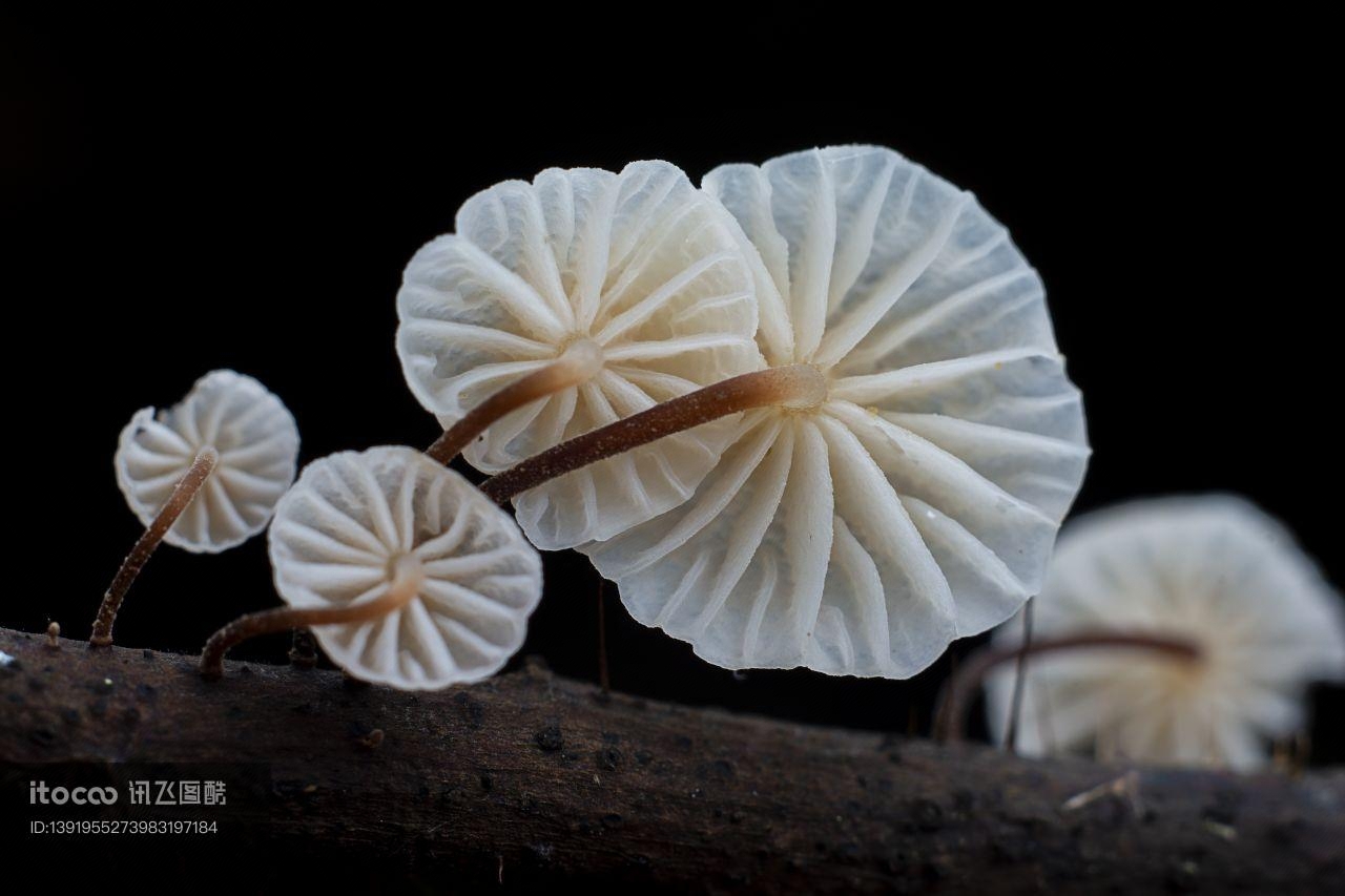 黑色背景,生物,特写