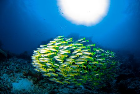 海底世界,鱼群,自然风光,海洋,动物,鱼类