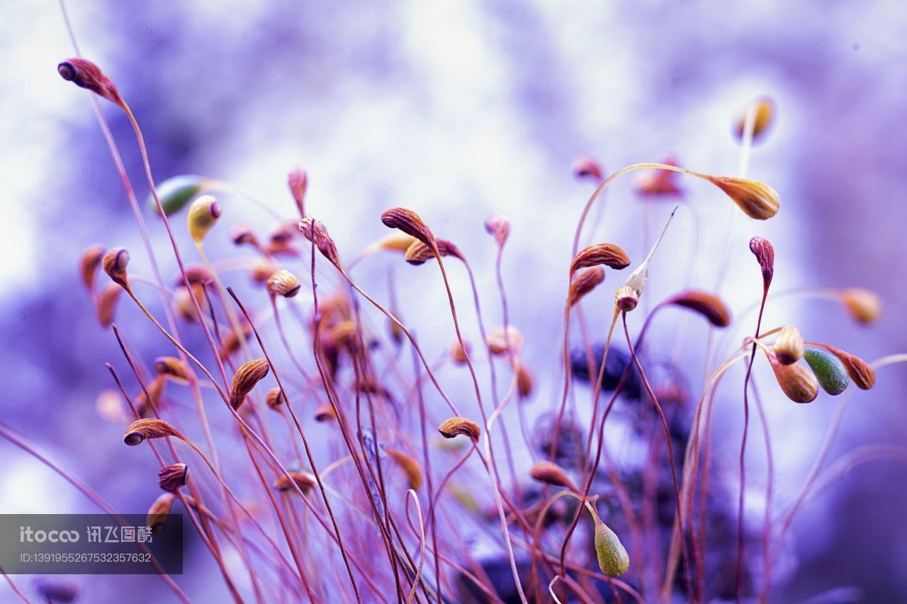 特写,生物,植物