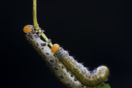 昆虫,节肢动物,虫子,动物,生物,特写