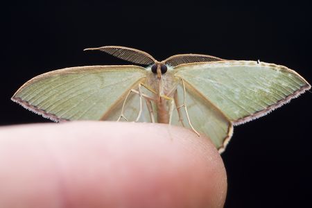 昆虫,节肢动物,虫子,特写,动物,昆虫类