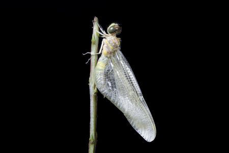 昆虫,节肢动物,昆虫类,动物,生物,特写,微距
