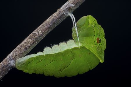 动物,毛毛虫,生物,昆虫,特写