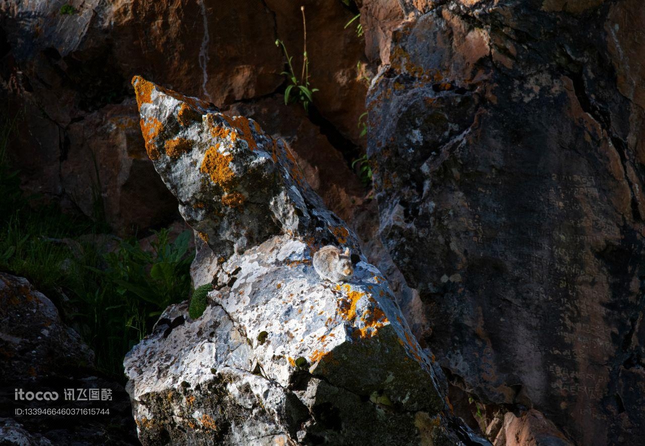 岩石,兔,自然风光