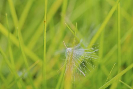 生物,青草,特写,户外,环境,自然,田园风光,植物