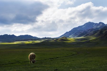 草原,天空,山川,羊,自然风光,生物,白云,全景,动物,山峦