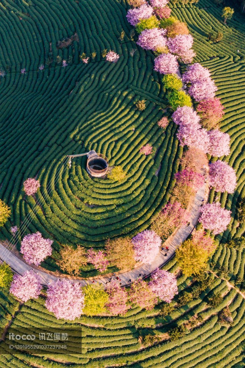 福建,福建龙岩永福樱花园,中国