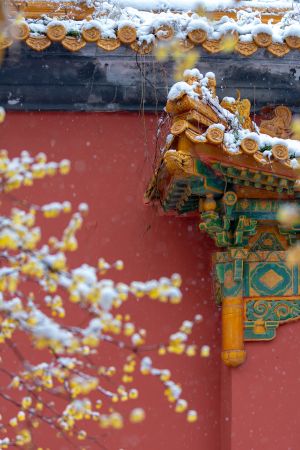 冬天,历史古迹,特写,城镇,建筑,雪,植物,树木