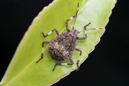 昆虫,节肢动物,昆虫类,动物,特写,微距,生物