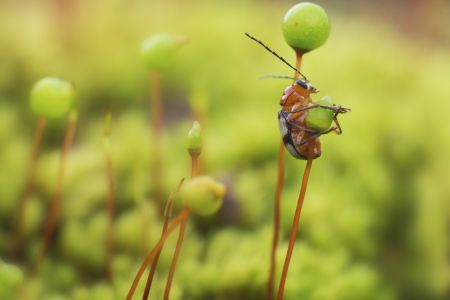 昆虫,节肢动物,生物,动物,特写,昆虫类