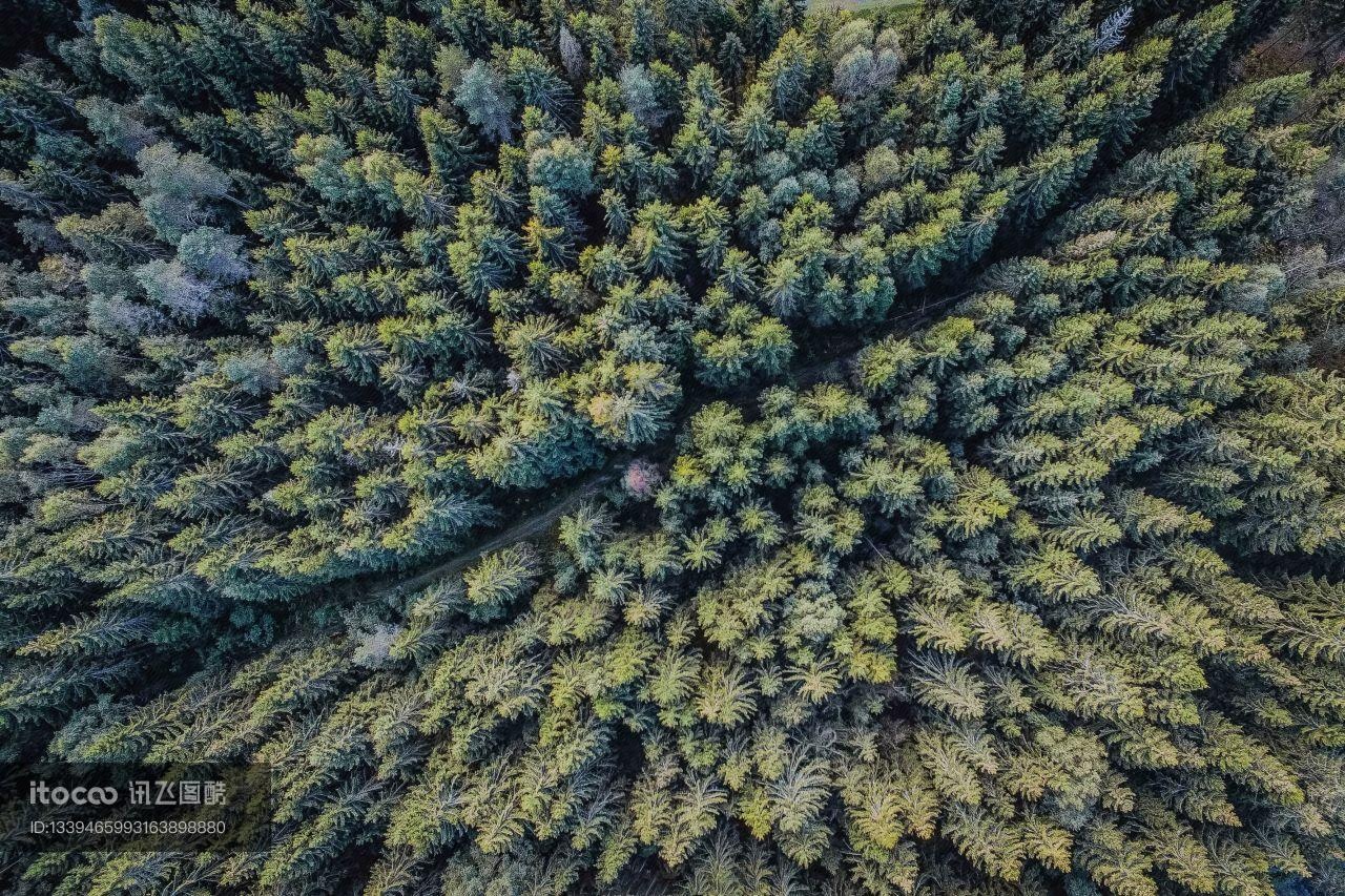 森林,航拍,树木