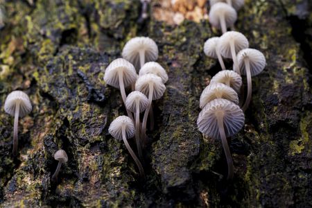 蘑菇（块菌）,特写,生物,田园风光,户外,季节,环境,真菌
