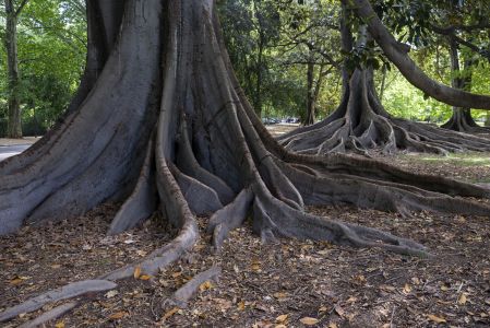 建筑,阿德莱德,植物,国外,树,根,树根,澳大利亚