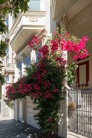 建筑,城镇,自然风光,国外,美国,植物,树木