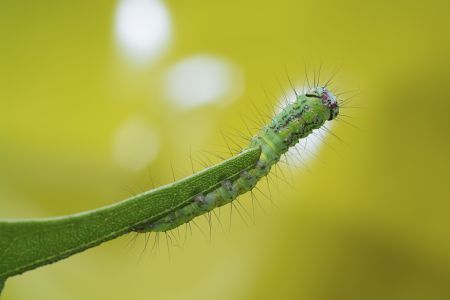 生物,昆虫,毛虫,特写,动物,自然,户外,树叶,青草,环境,田园风光,植物