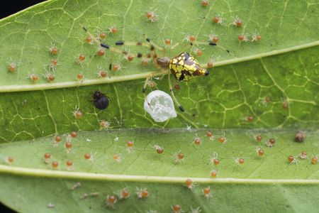 昆虫,节肢动物,昆虫类,动物,生物,特写,微距
