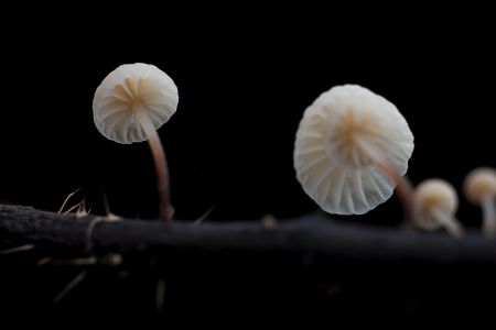 蘑菇,植物,真菌,蘑菇（块菌）,特写,微距