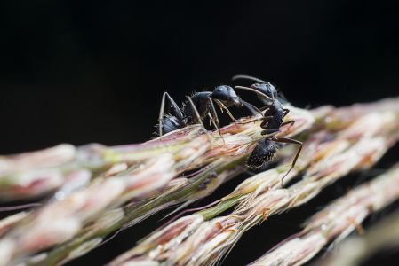 特写,蚂蚁,生物,动物,昆虫,植物