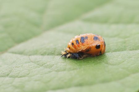 昆虫,节肢动物,昆虫类,动物,特写,微距,生物