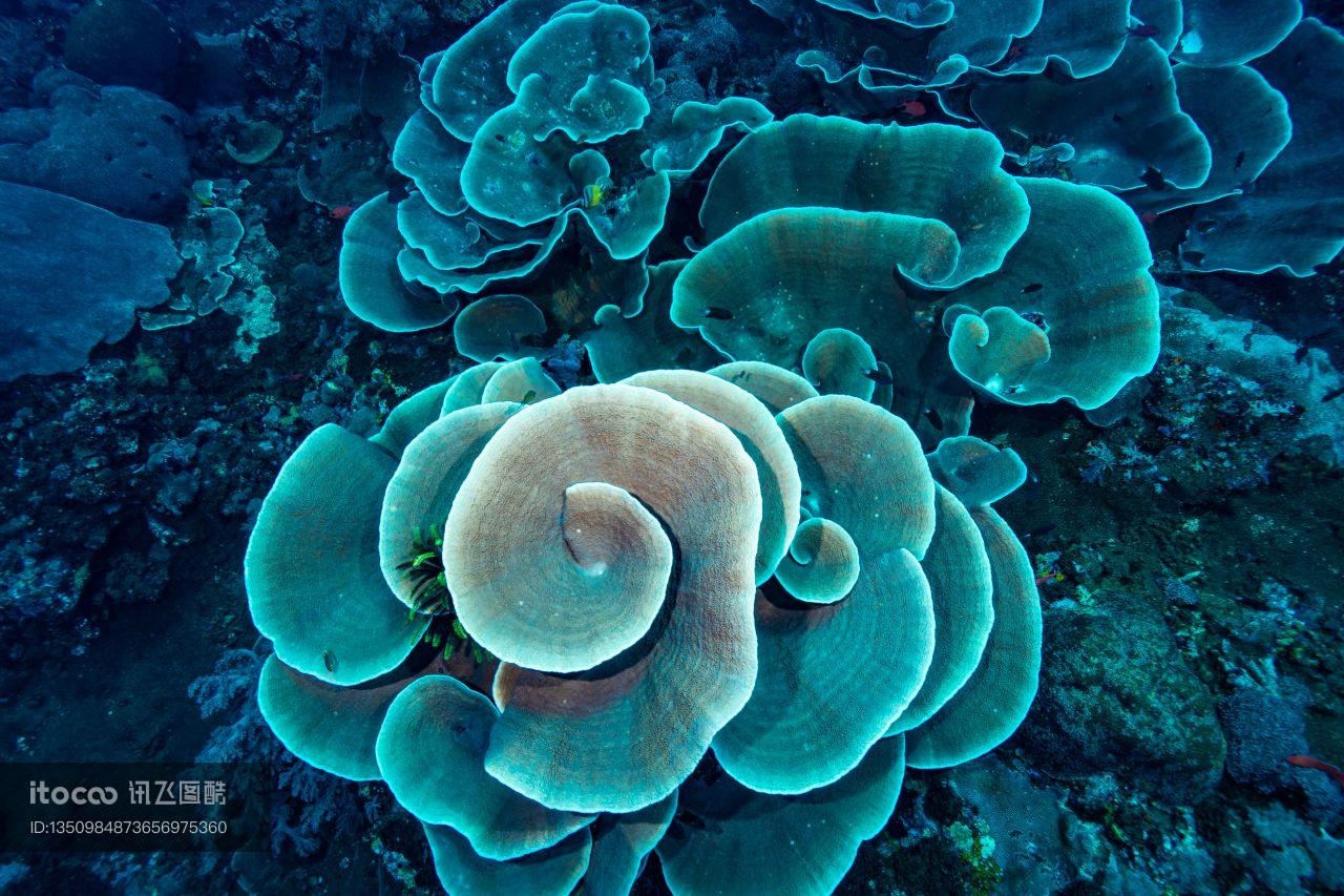 石珊瑚,自然风光,生物
