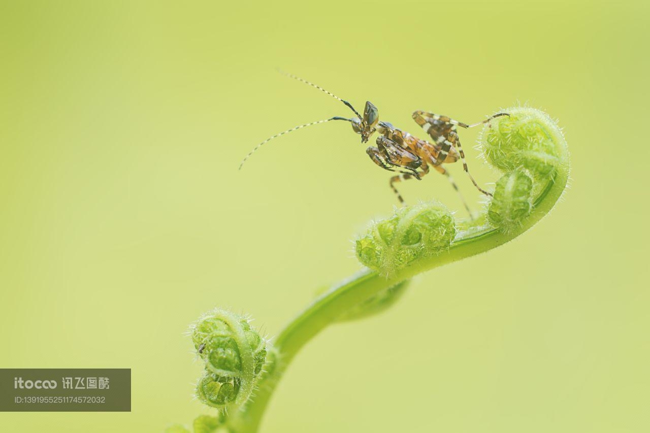 特写,生物,植物