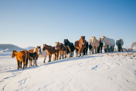 生物,动物,马,沙漠,雪地,自然风光,雪,人物活动,驼队,哺乳类,沙漠之舟