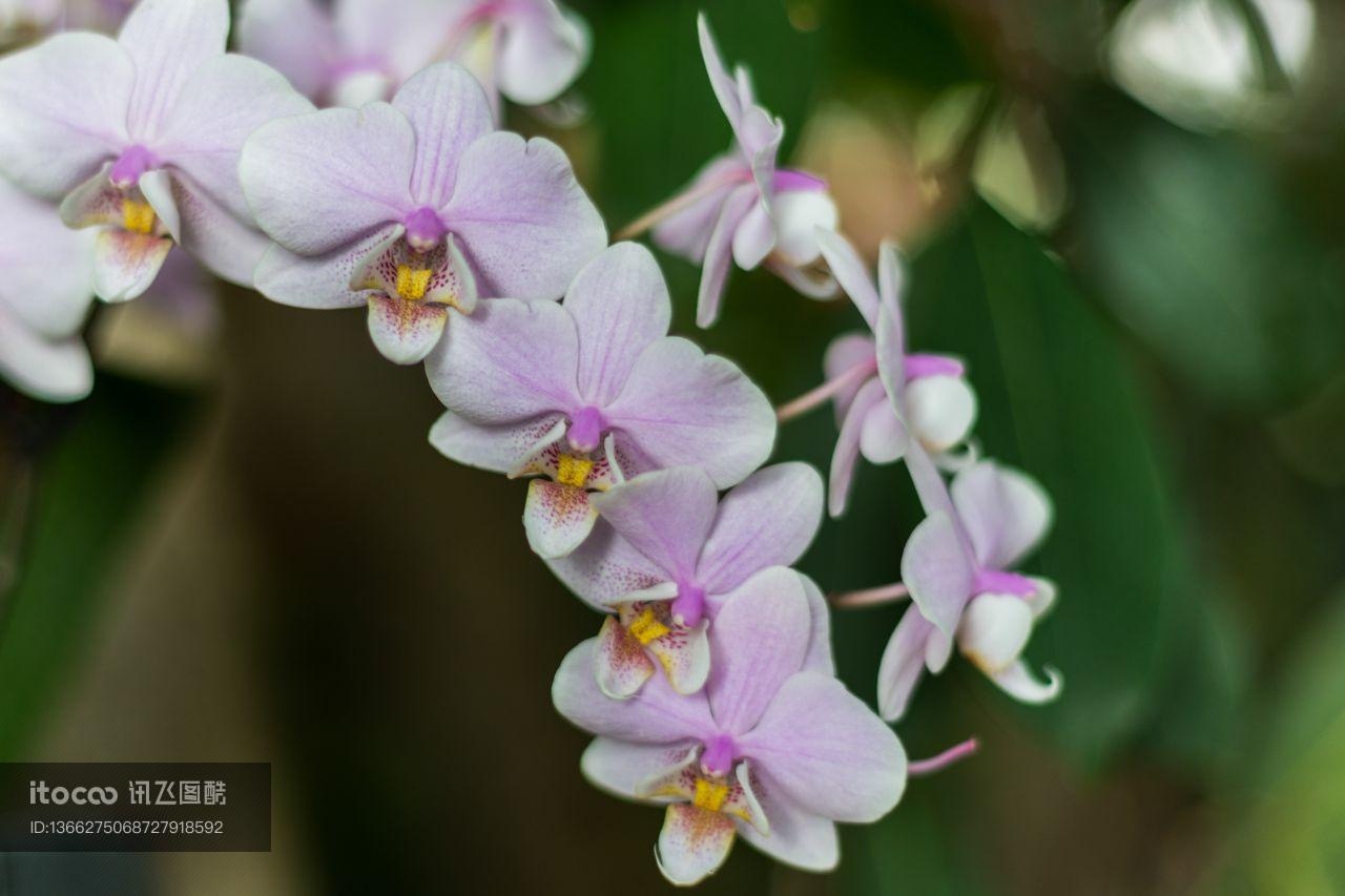 花,特写,生物