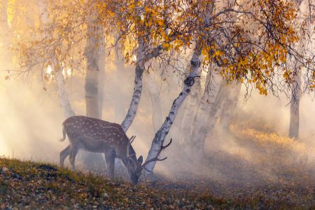 自然风光,秋天,鹿,森林,全景,哺乳动物,树木,树叶,植物,树