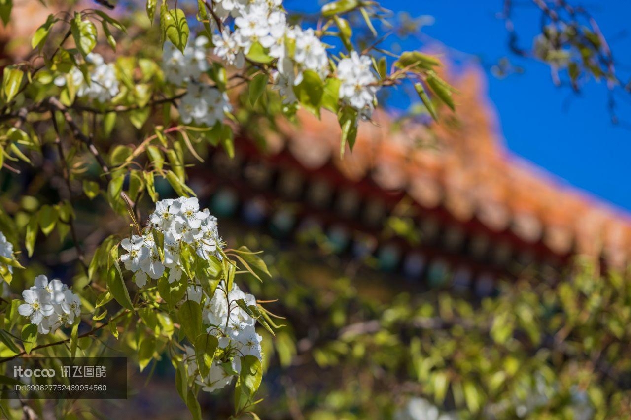 花,中国,北京