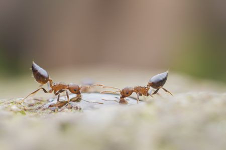 昆虫,节肢动物,动物,特写,微距,生物,昆虫类