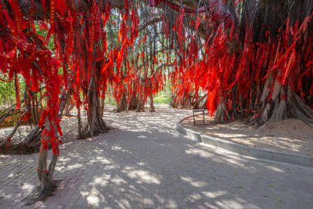 祈愿树,红丝带,生物,特写,植物,树木,道路