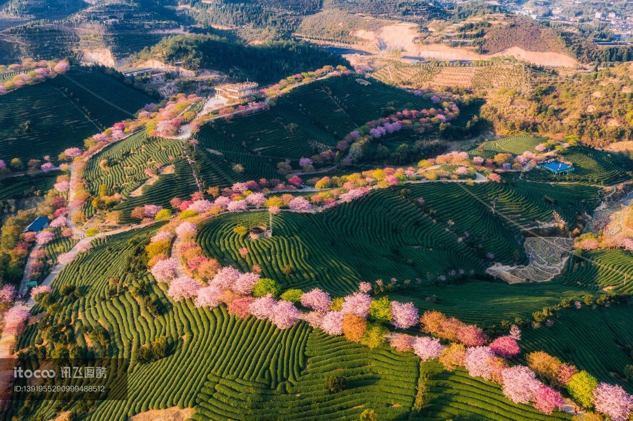 福建,福建龙岩永福樱花园,中国