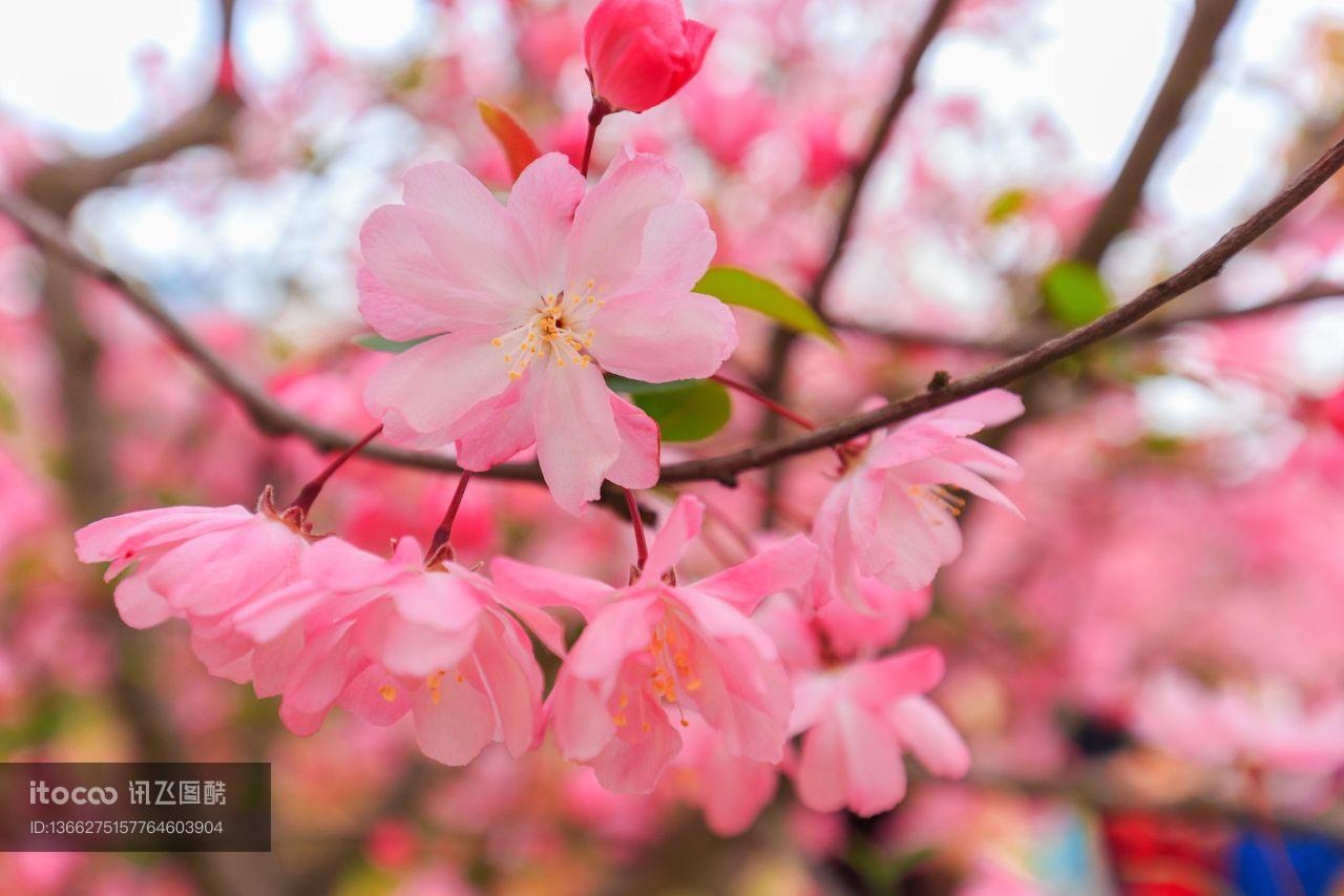 花,特写,生物