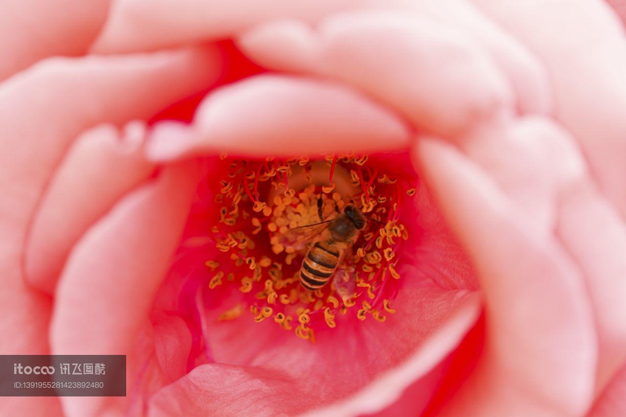 生物,昆虫,花