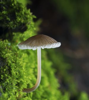 生物,蘑菇（块菌）,田园风光,户外,环境,自然,特写,真菌,植物,青草