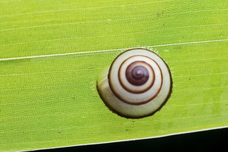 蜗牛,软体类,动物,生物,昆虫