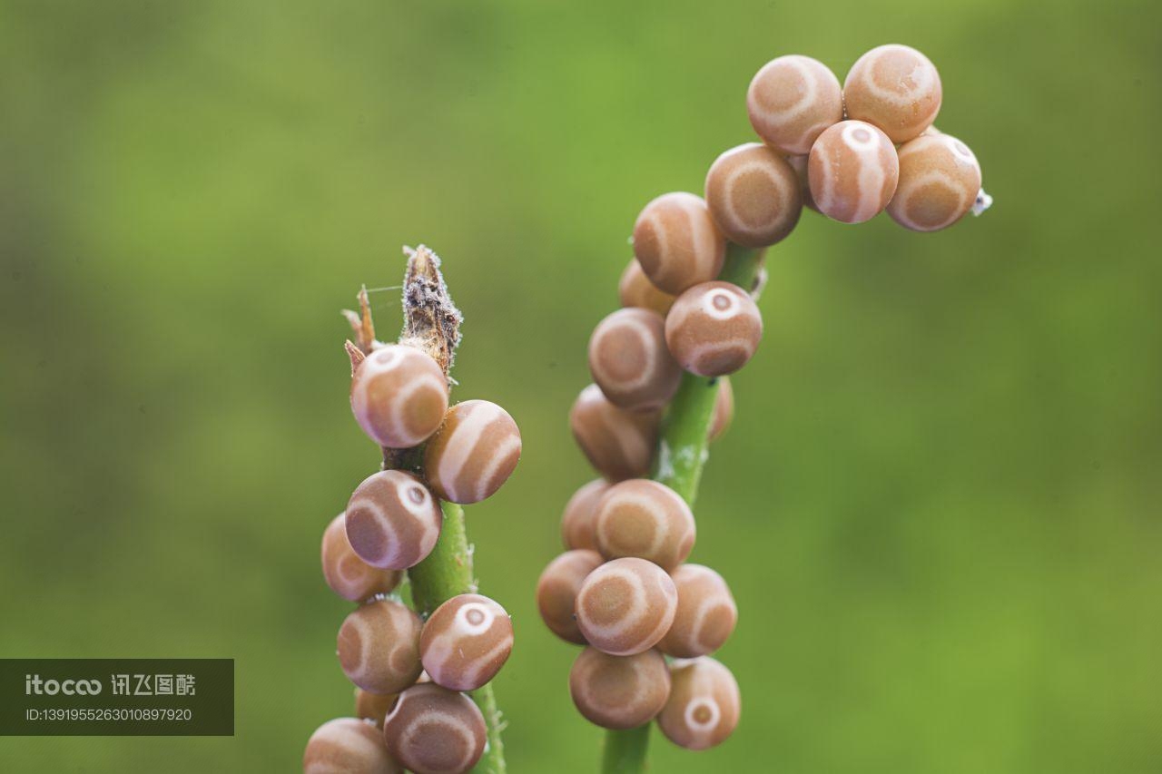 特写,虫卵,生物