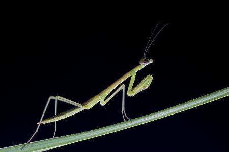 昆虫,节肢动物,动物,生物,特写,微距