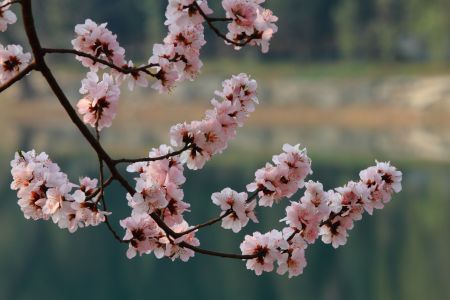 自然风光,植物,花,颐和园,中国,北京