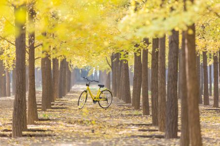 植物,树木,交通工具,自行车,秋天,银杏林,自然风光