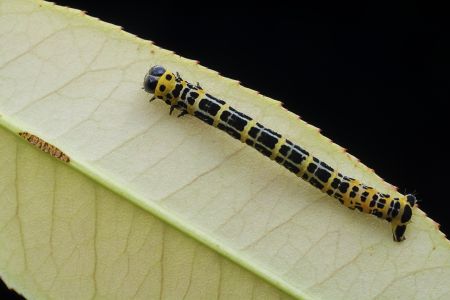 生物,昆虫,特写,动物,自然,户外,幼虫,树叶,青草,环境,田园风光,植物