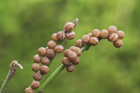 昆虫类,虫卵,生物,动物,特写