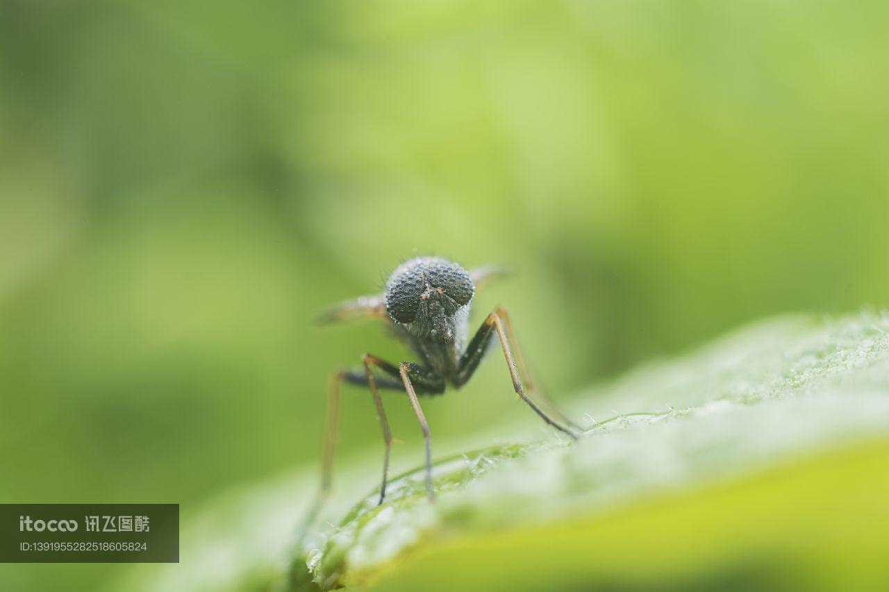 生物,昆虫,蝇