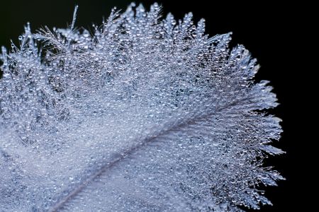 生物,树叶,露水 ,特写,户外,环境,植物,田园风光,季节