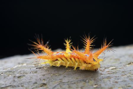 昆虫,昆虫类,毛毛虫,动物,生物,特写,微距