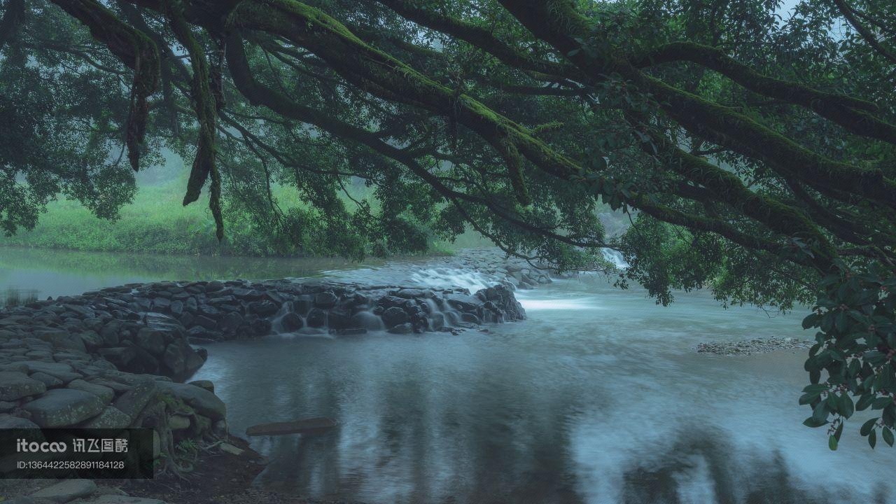 植物,溪流,石子路