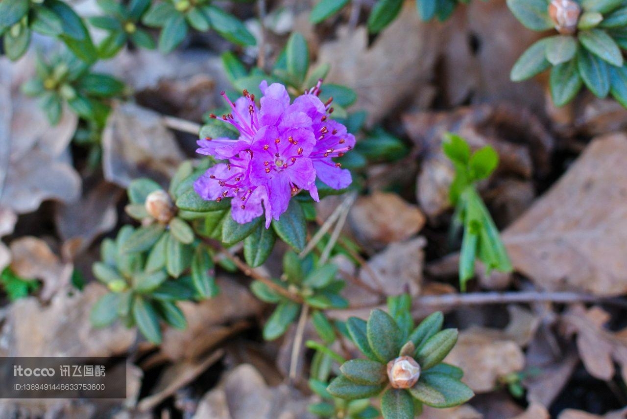 花,青草,自然风光